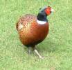 Pheasant_2.JPG